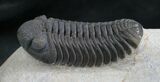 Phacops Speculator Trilobite - Very Detailed #7982-2
